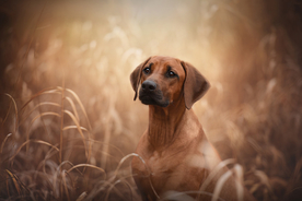 动物 宠物 狗 猫