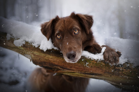 动物 宠物 狗 猫