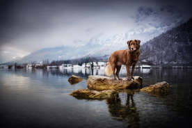 动物 宠物 狗 猫