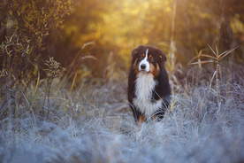 动物 宠物 狗 猫