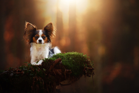 动物 宠物 狗 猫