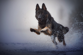 动物 宠物 狗 猫