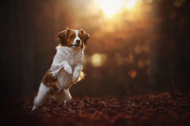 动物 宠物 狗 猫