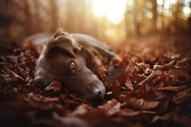 动物 宠物 狗 猫