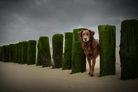 动物 宠物 狗 猫