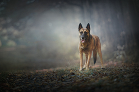 动物 宠物 狗 猫
