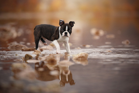 动物 宠物 狗 猫