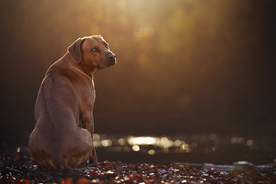 动物 宠物 狗 猫