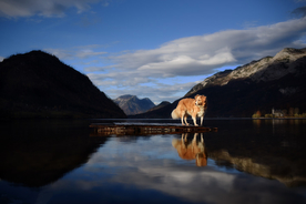 动物 宠物 狗 猫