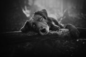 动物 宠物 狗 猫