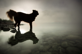 动物 宠物 狗 猫