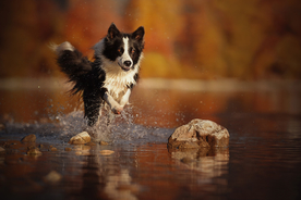 动物 宠物 狗 猫