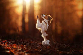 动物 宠物 狗 猫