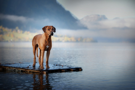 动物 宠物 狗 猫