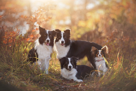 动物 宠物 狗 猫