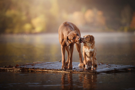 动物 宠物 狗 猫