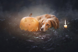 动物 宠物 狗 猫