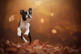 动物 宠物 狗 猫