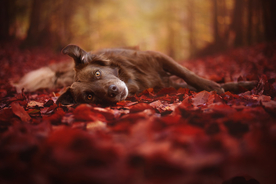 动物 宠物 狗 猫