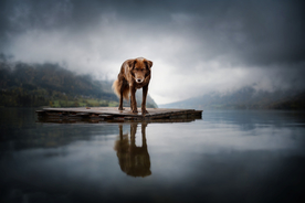 动物 宠物 狗 猫