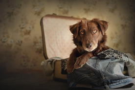 动物 宠物 狗 猫