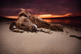 动物 宠物 狗 猫