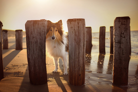 动物 宠物 狗 猫