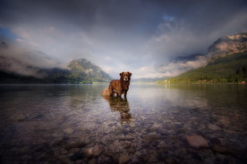 动物 宠物 狗 猫
