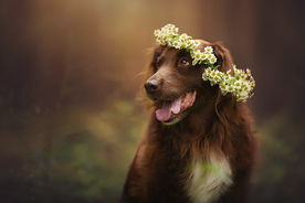 动物 宠物 狗 猫