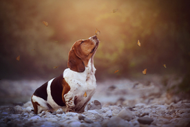 动物 宠物 狗 猫