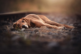 动物 宠物 狗 猫