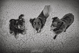 动物 宠物 狗 猫