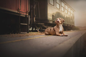 动物 宠物 狗 猫