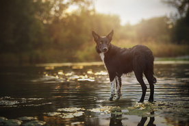 动物 宠物 狗 猫