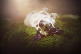 动物 宠物 狗 猫