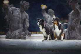 动物 宠物 狗 猫