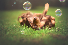 动物 宠物 狗 猫