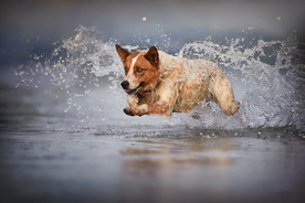 动物 宠物 狗 猫