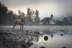 动物 宠物 狗 猫