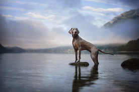 动物 宠物 狗 猫