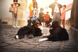 动物 宠物 狗 猫