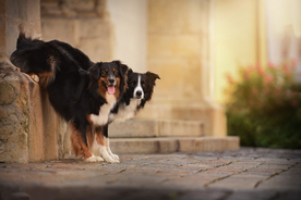 动物 宠物 狗 猫