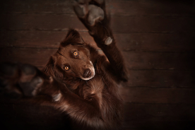 动物 宠物 狗 猫