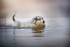 动物 宠物 狗 猫
