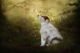 动物 宠物 狗 猫