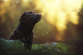 动物 宠物 狗 猫