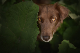 动物 宠物 狗 猫