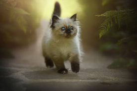 动物 宠物 狗 猫