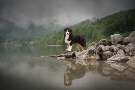 动物 宠物 狗 猫