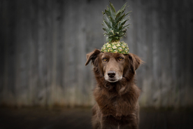 动物 宠物 狗 猫